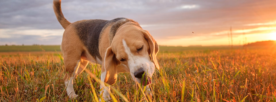 warum-fressen-hunde-gras warum-fressen-hunde-gras