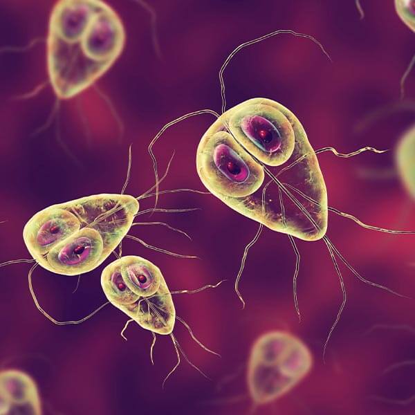 Giardien Hund Giardien beim Hund