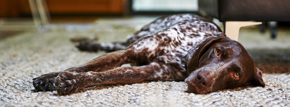 durchfall-bei-hunden durchfall-bei-hunden