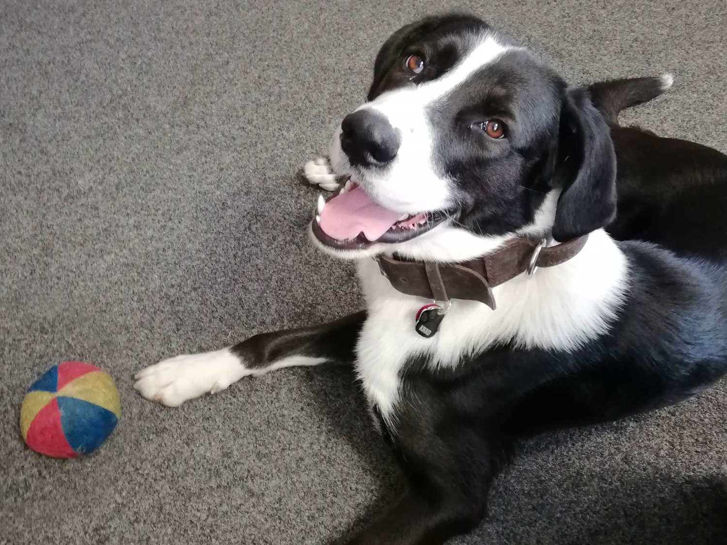 hund-angela hund-angela