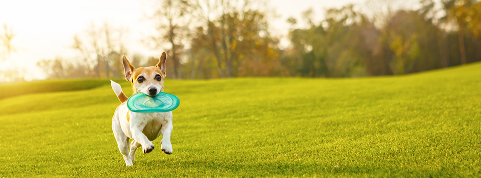 hundespiele-fuer-draussen-und-drinnen hundespiele-fuer-draussen-und-drinnen