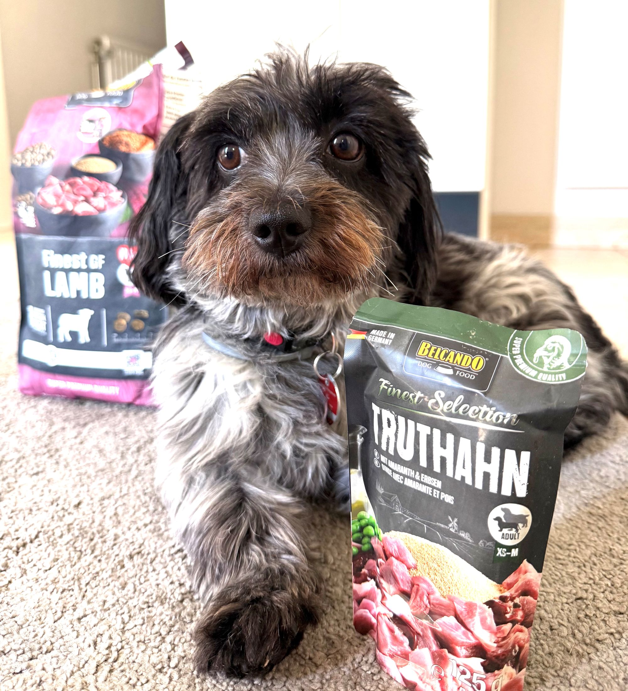 BELCANDO MASTERCRAFT Dog Box FRESH LAMB BELCANDO MASTERCRAFT Dog Box FRESH LAMB