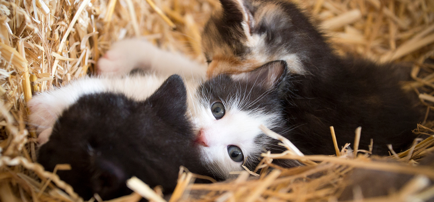 Bauernhof Kitten Bauernhof Kitten