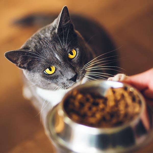 Mäkelige Katze Mäkelige Katze