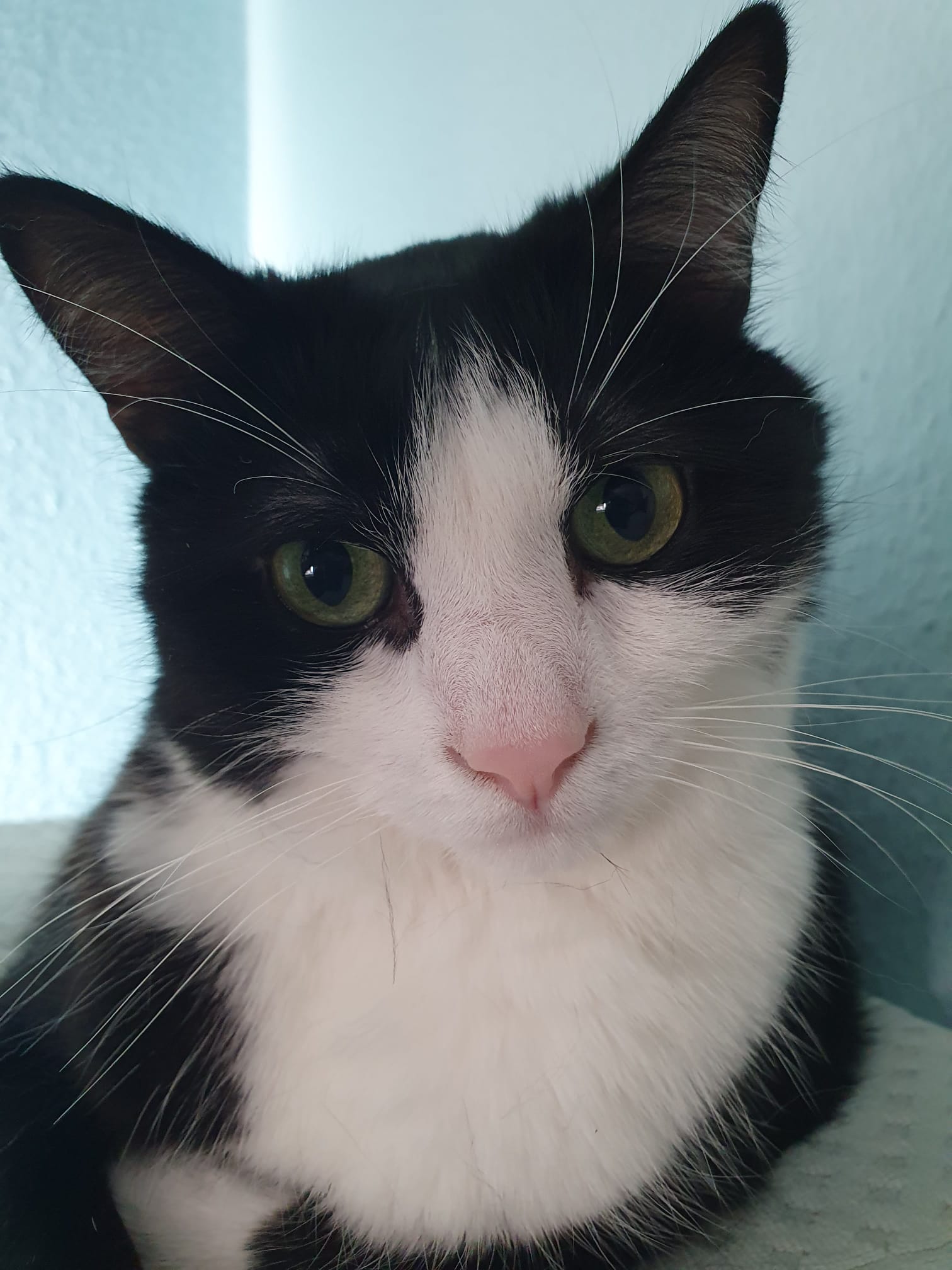 Gewinner-Snoopy3 Gewinner-Snoopy3