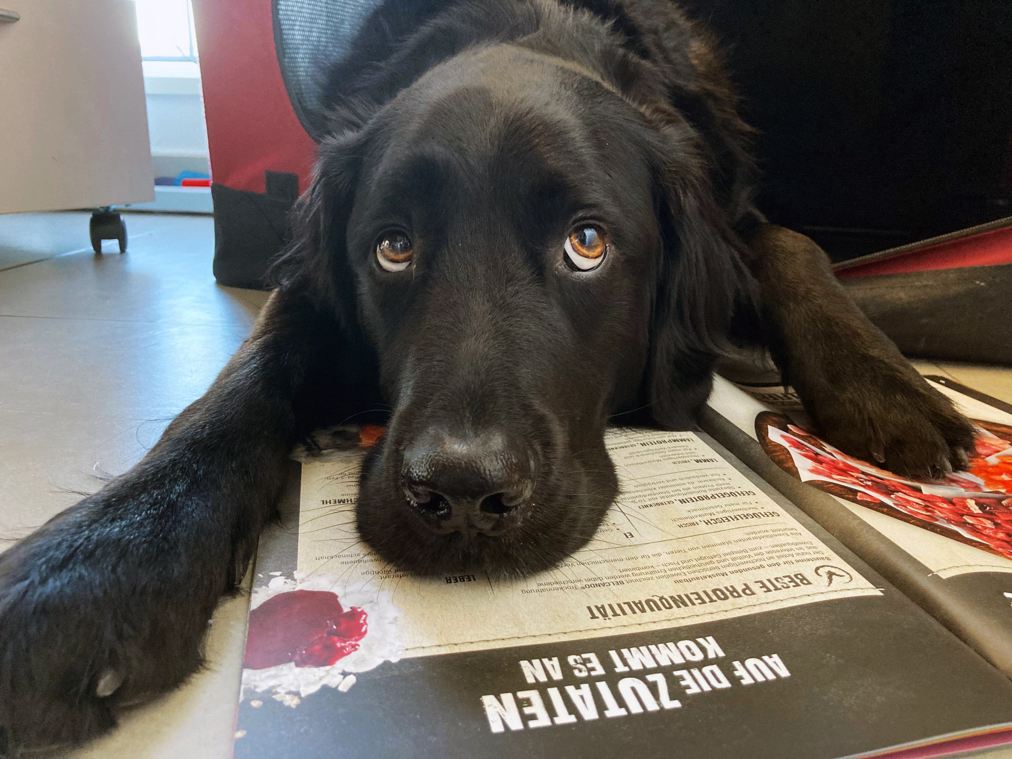 hund-anne-kathrin-02 hund-anne-kathrin-02