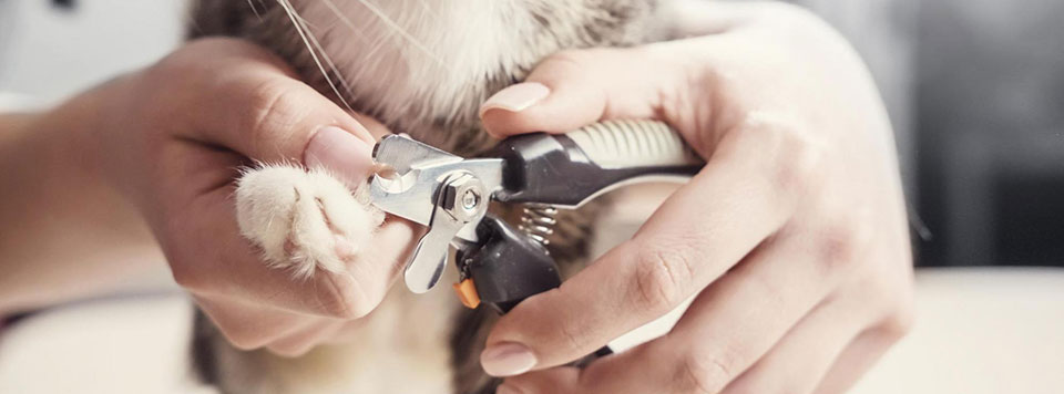 katze-krallen-schneiden-leonardo-catfood-header katze-krallen-schneiden-leonardo-catfood-header