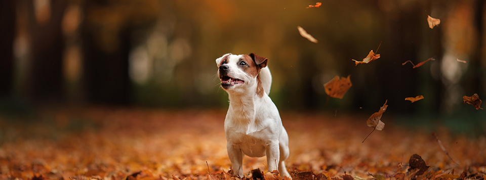 tipps-Hund-Herbst