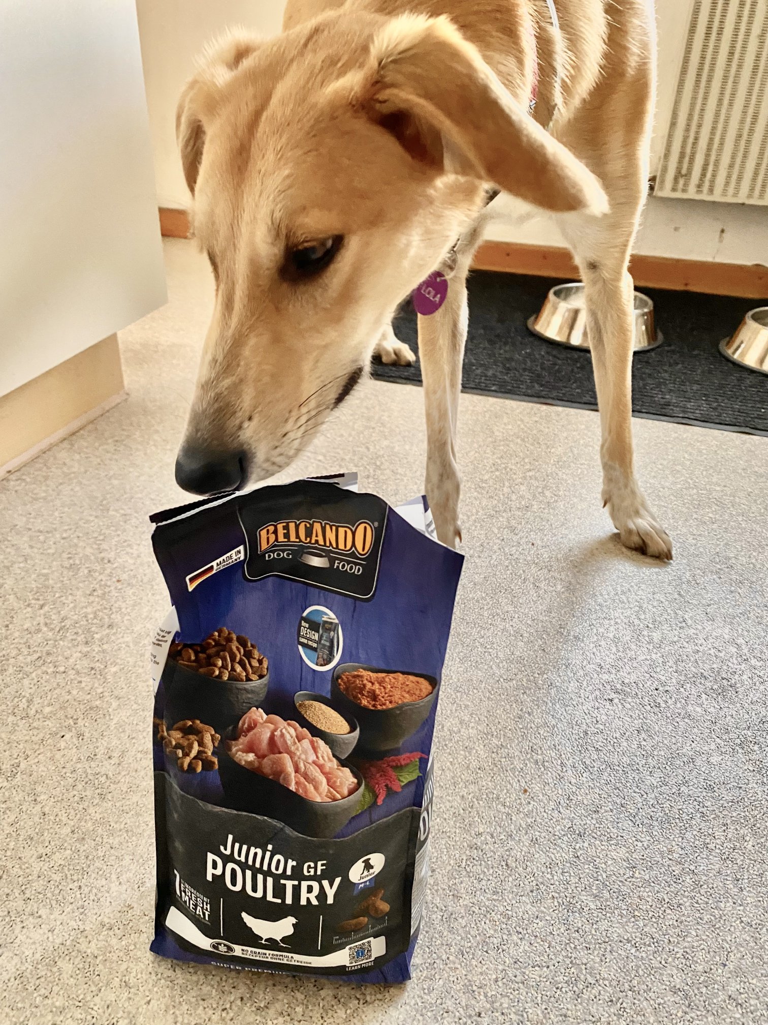 Dog Box BELCANDO Junior GF Poultry