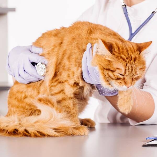 katzenschnupfen-symptome katzenschnupfen-symptome