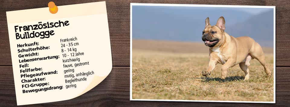 rasseportrait-franzoesische-bulldogge rasseportrait-franzoesische-bulldogge