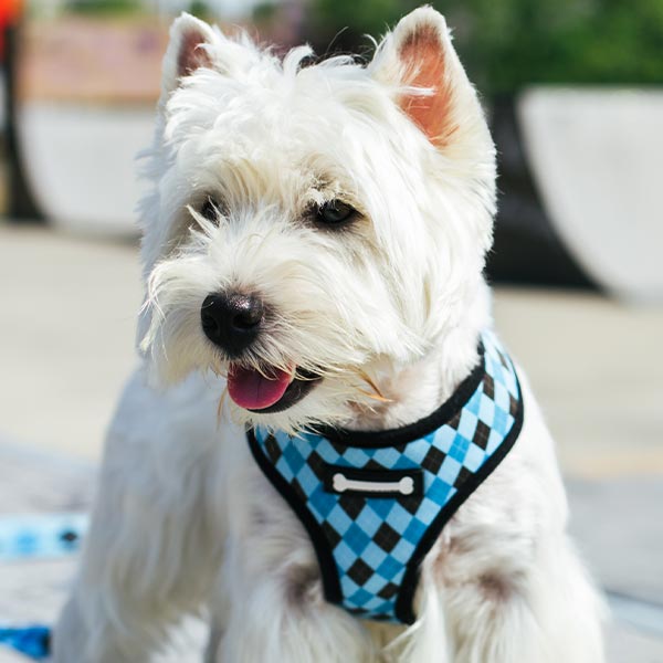 Hundegeschirr oder Halsband Hundegeschirr oder Halsband