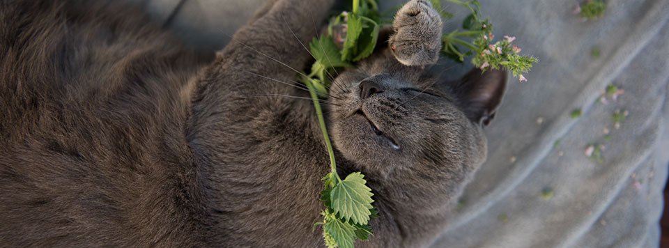 Header-Katzenminze Header-Katzenminze