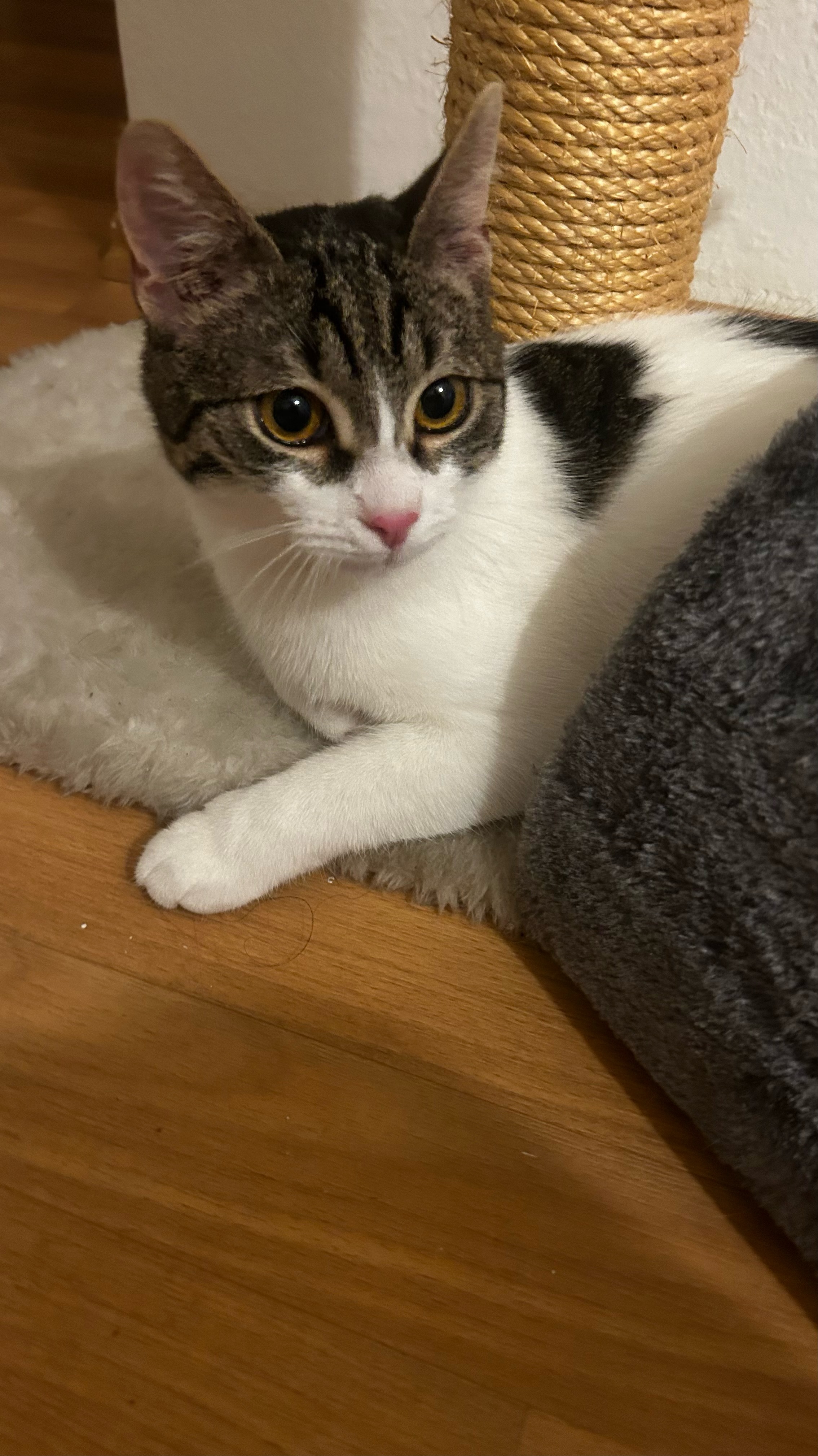 Gewinner-Luffy5 Gewinner-Luffy5