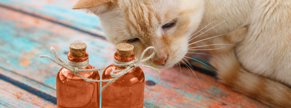 Header-Lachsoel-bei-Katzen Header-Lachsoel-bei-Katzen