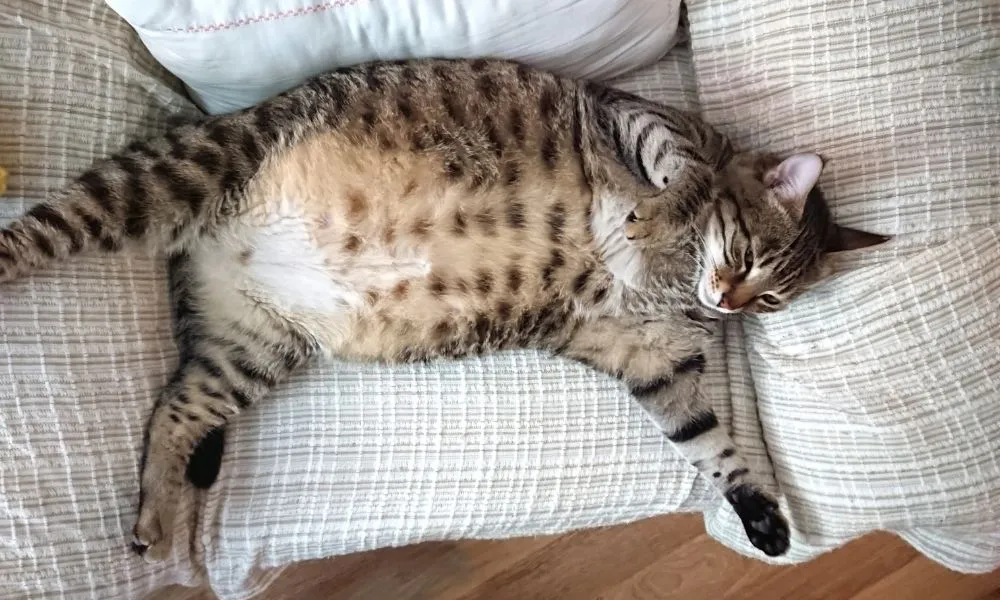gato obeso