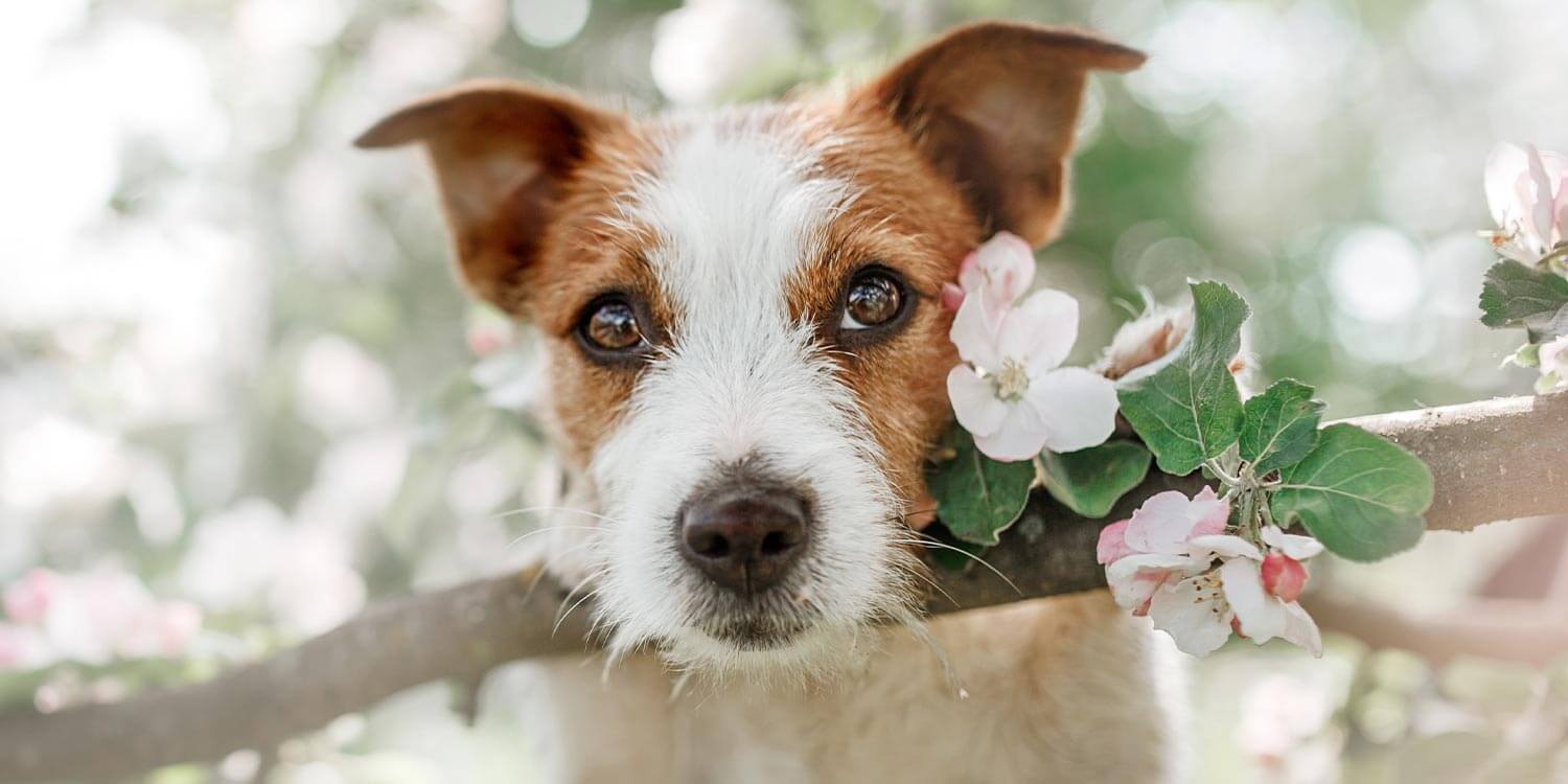 tipps-hunde-fruehling Hund im Frühling