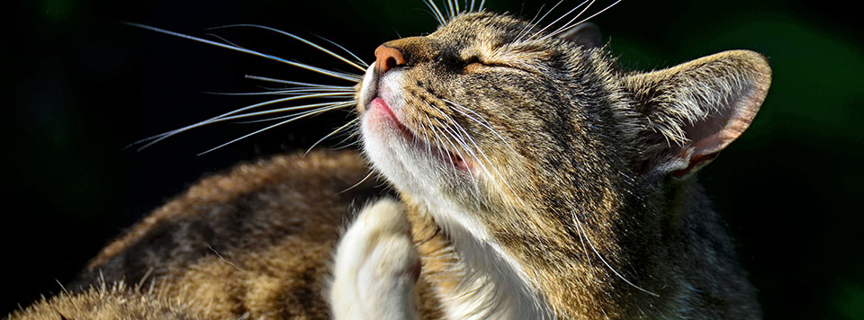 Flöhe bei Katzen Flöhe bei Katzen