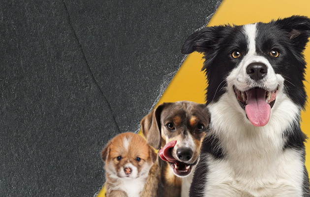 Hunde im jedem Alter