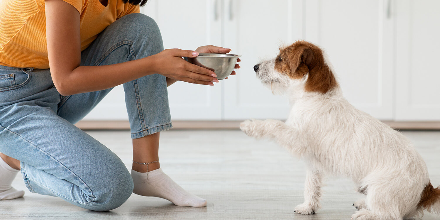 Futterumstellung beim Hund Futterumstellung beim Hund