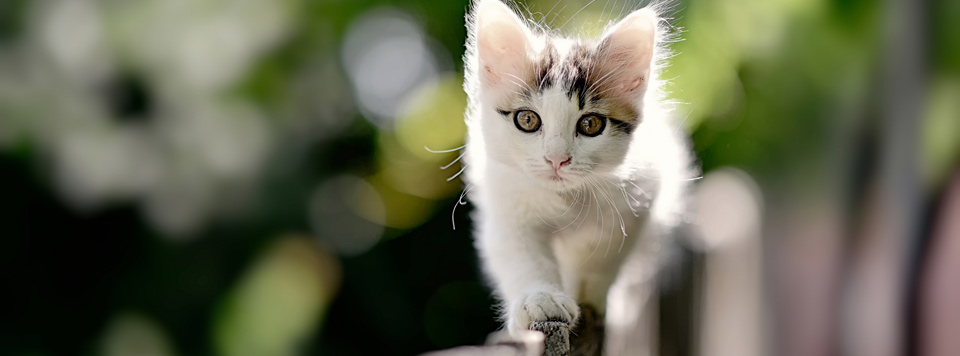 Freigaengerkatze Freigaengerkatze