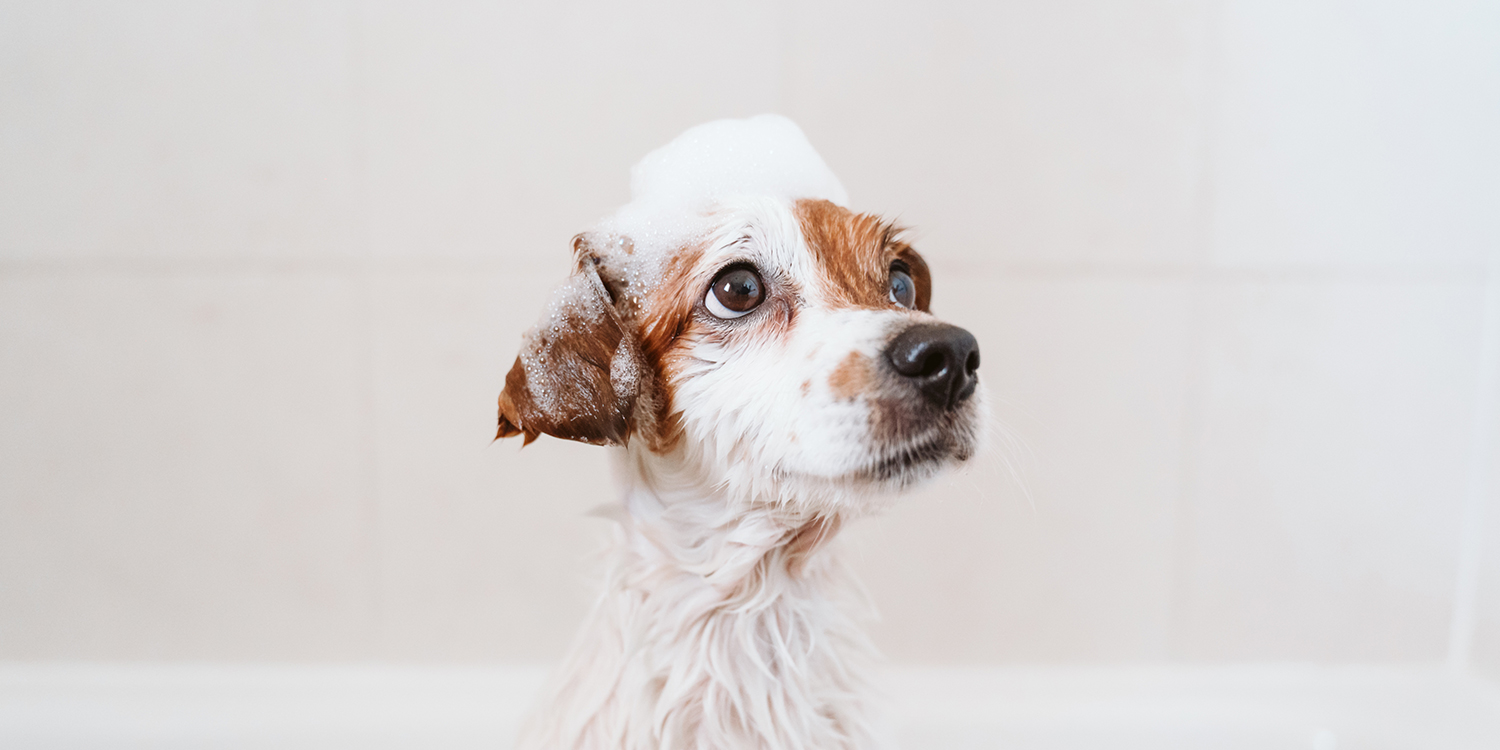 Pflege des Hundes Pflege des Hundes