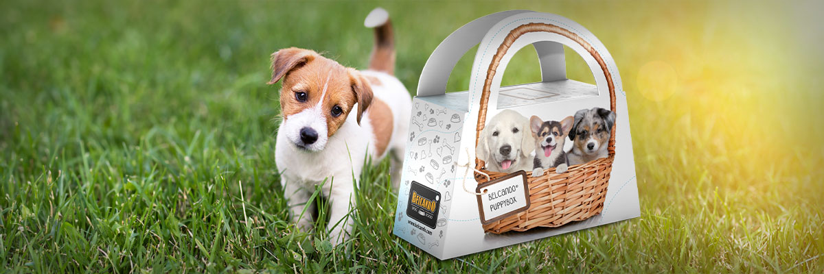 bb-edogs-welpenpaket-desktop-header