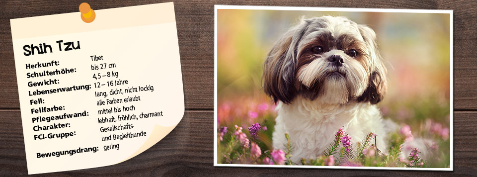 futter-fuer-shih-tzu futter-fuer-shih-tzu