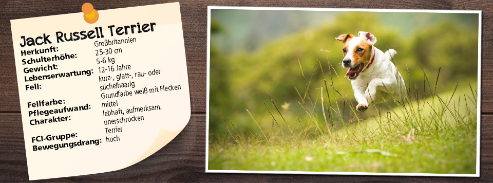 futter-fuer-jack-russel-terrier futter-fuer-jack-russel-terrier