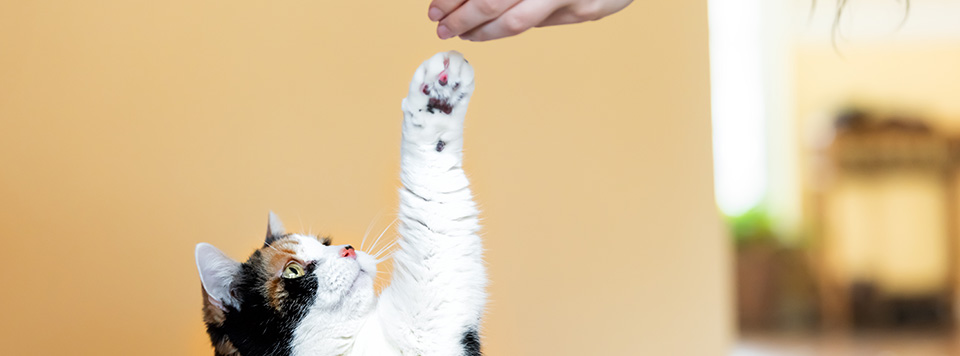 Header-Katze-Clickertraining Header-Katze-Clickertraining