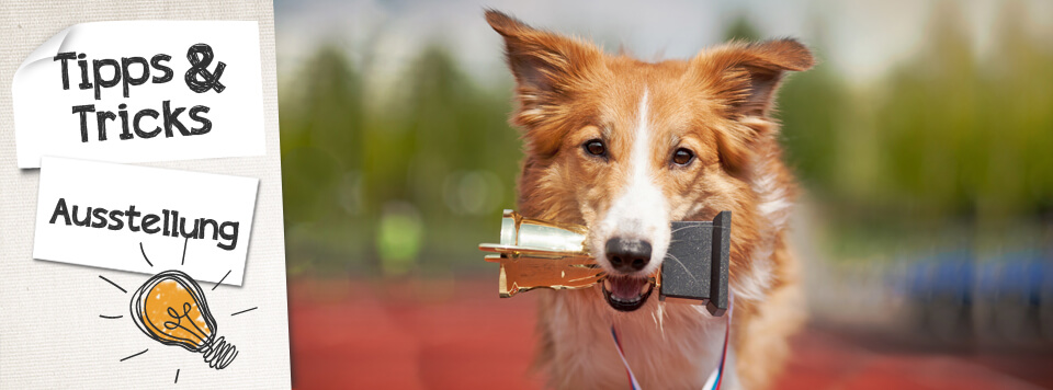 tipps-fuer-erfolgreiche-hundeausstellung tipps-fuer-erfolgreiche-hundeausstellung