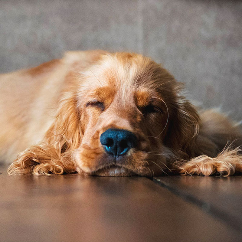 Läufigkeit der Hündin Läufigkeit der Hündin