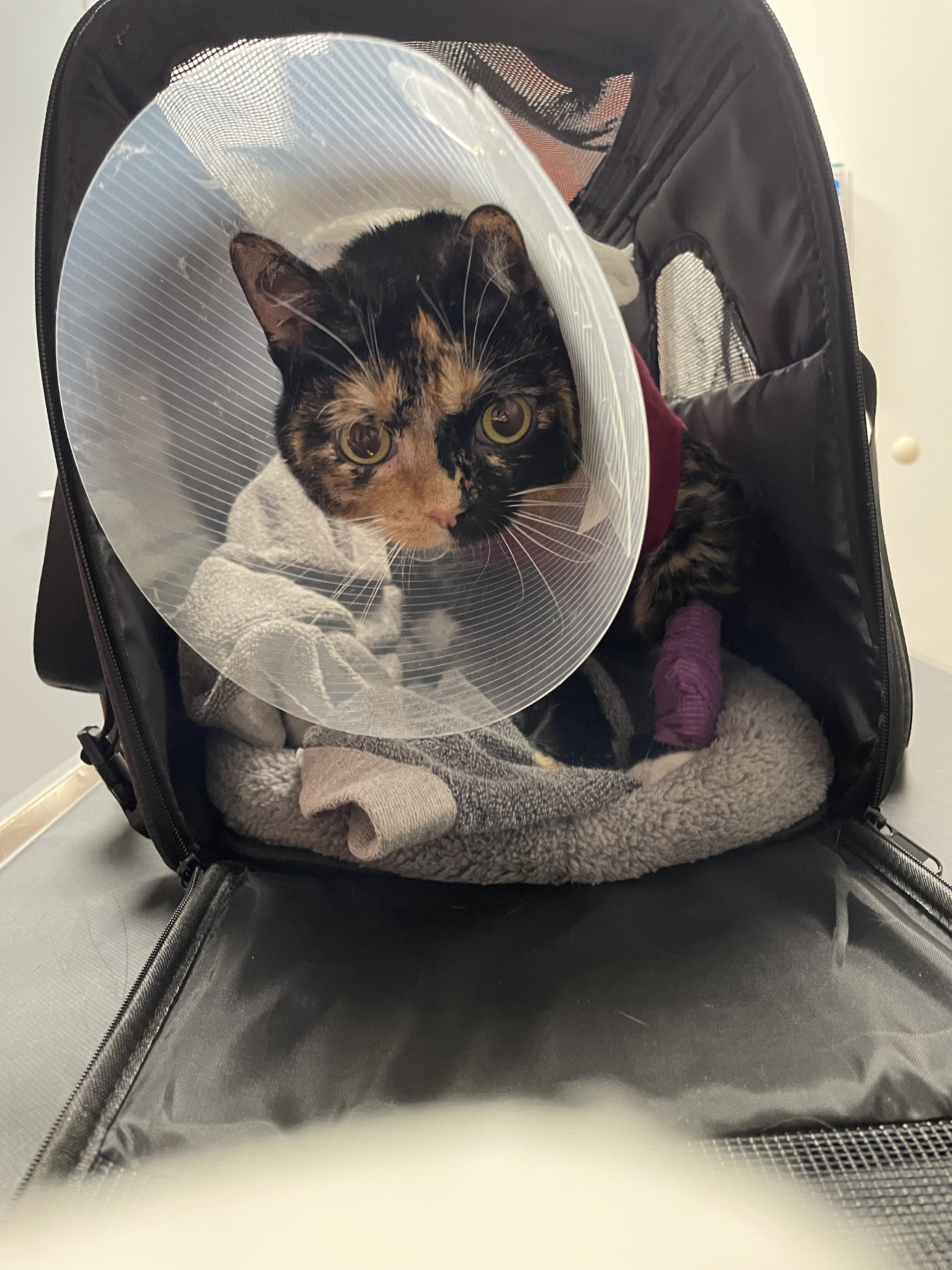 Gewinner-Amy-3 Gewinner-Amy-3