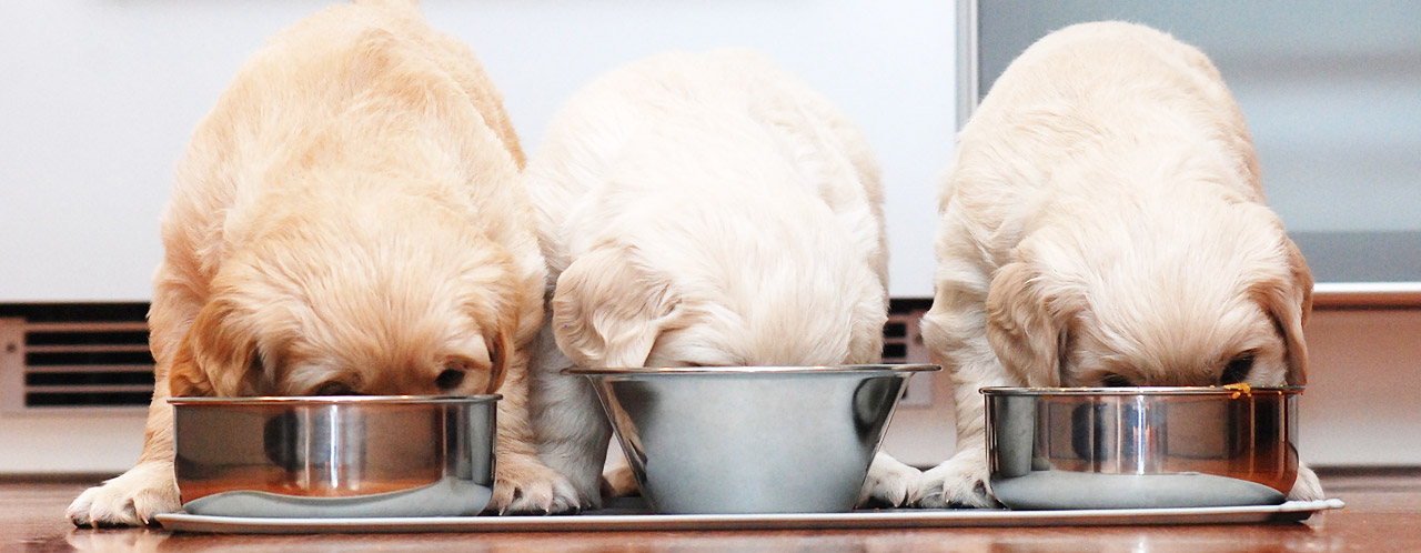 welpen-ernaehrung welpen-ernaehrung