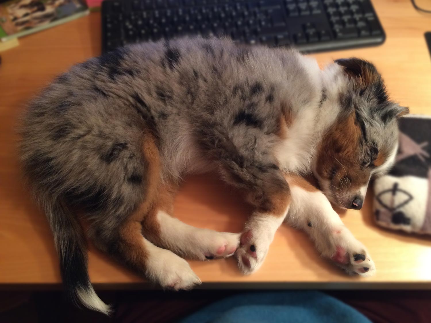 hund-andreas hund-andreas