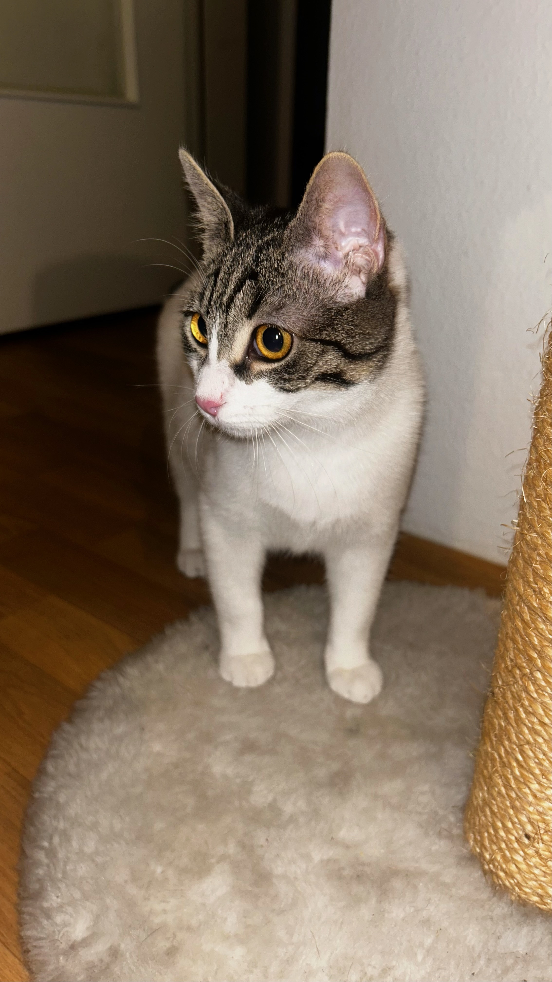 Gewinner-Luffy3 Gewinner-Luffy3