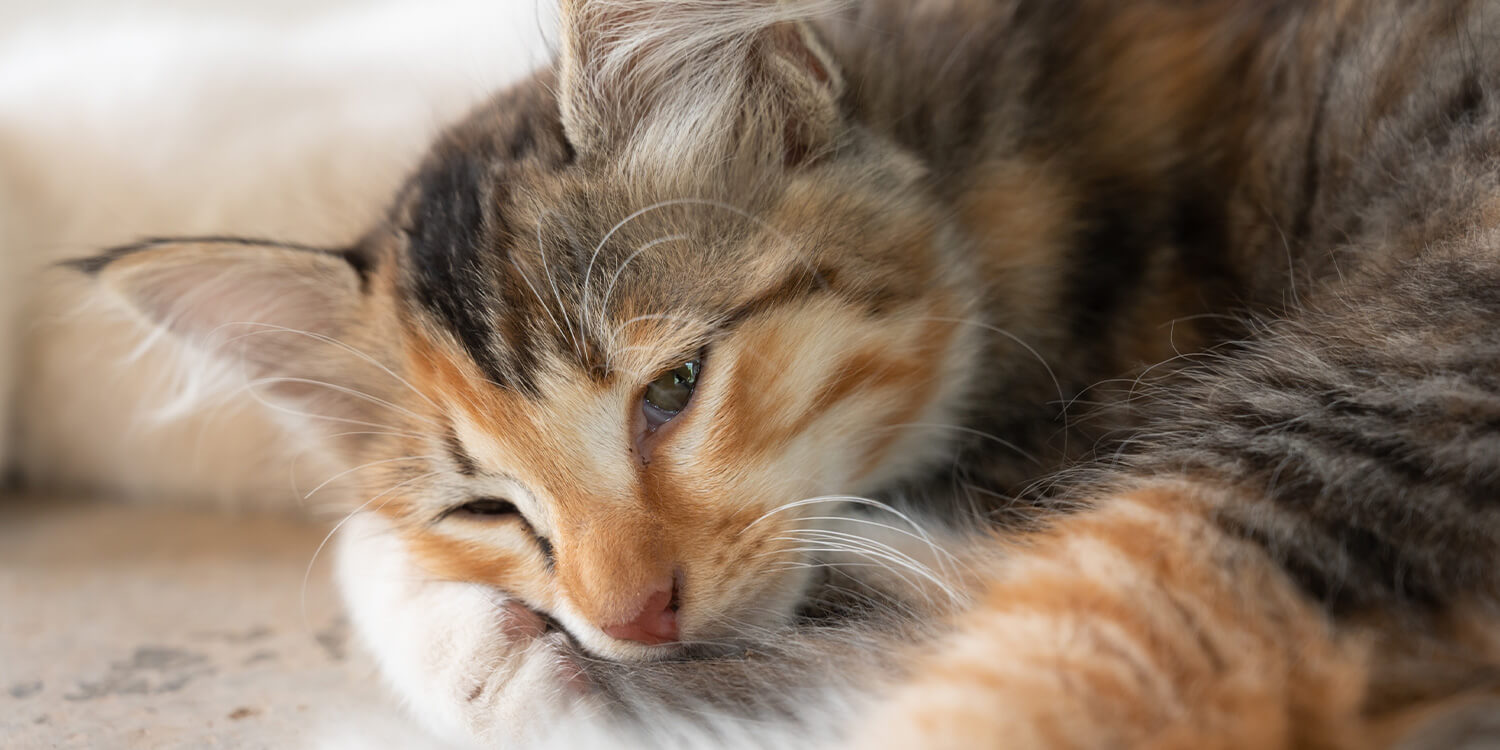 Futtermittelallerge bei Katzen Futtermittelallergie bei Katzen