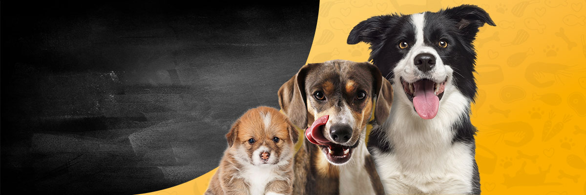 Hunde im jedem Alter Hunde im jedem Alter