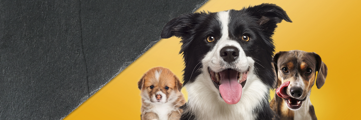 Hunde im jedem Alter