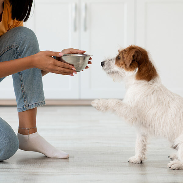 Futterumstellung beim Hund Futterumstellung beim Hund
