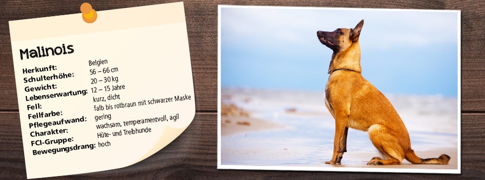 futter-fuer-malinois futter-fuer-malinois