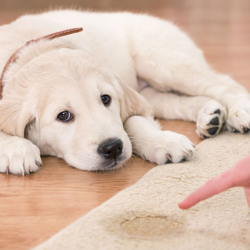 Welpen Stubenreinheit Welpen Stubenreinheit
