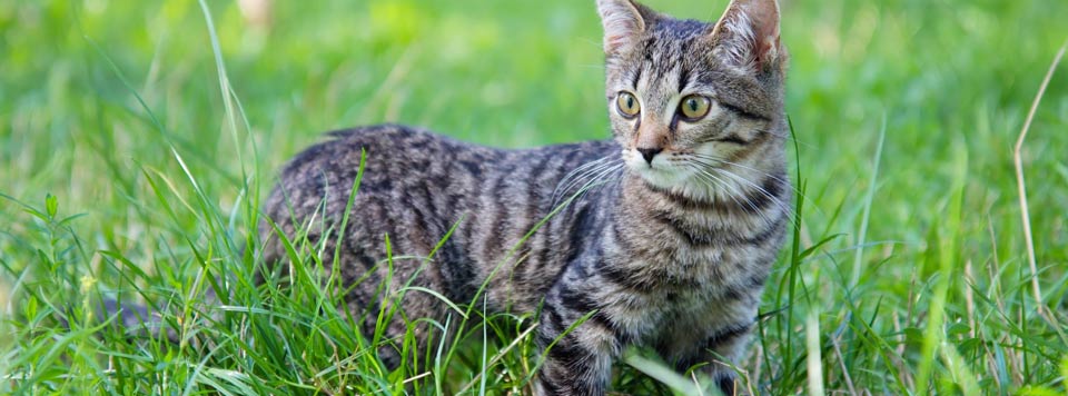 Katzen-Freigänger Ernährung Katzen-Freigänger Ernährung