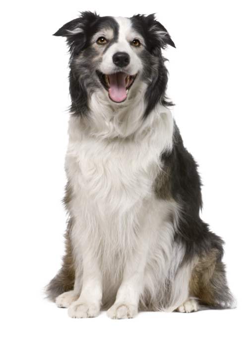 Border Collie Border Collie