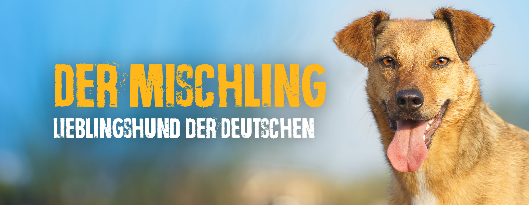 Oder doch lieber einen Mischling? mischling-header
