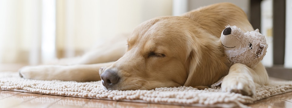 scheinschwangerschaft-huendin scheinschwangerschaft-huendin