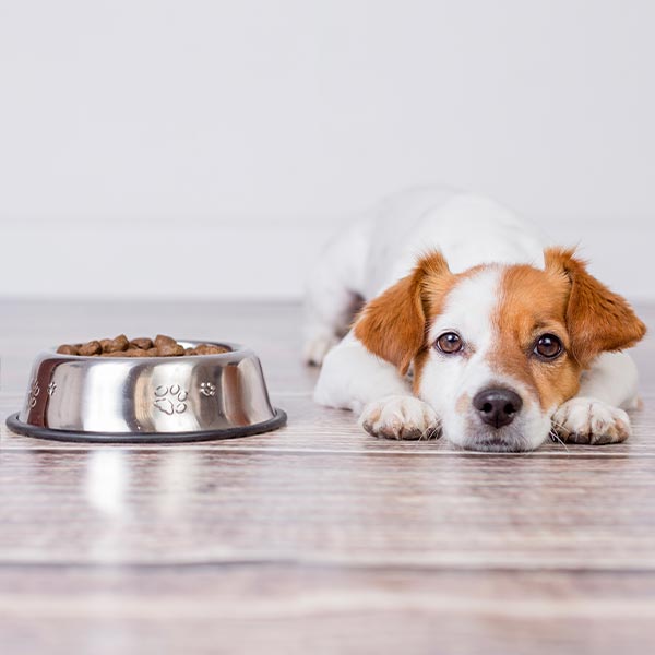 welpe frisst nicht welpe frisst nicht