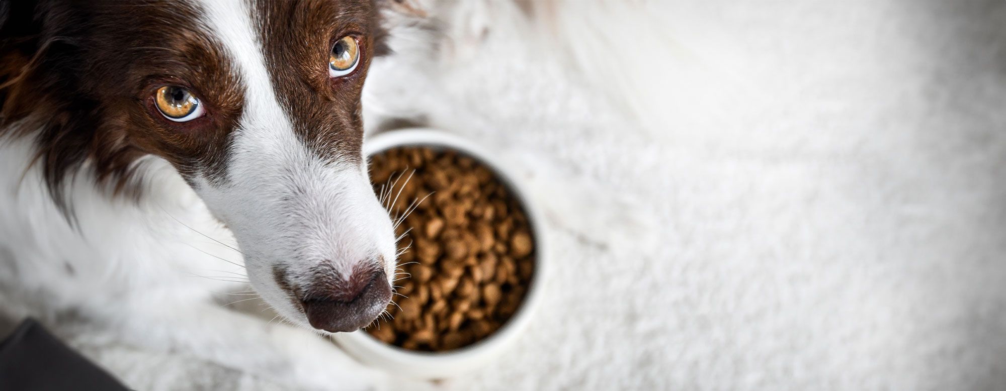 Futterumstellung beim Junghund - ja oder nein? m101799-futterumstellung-junghunde-header