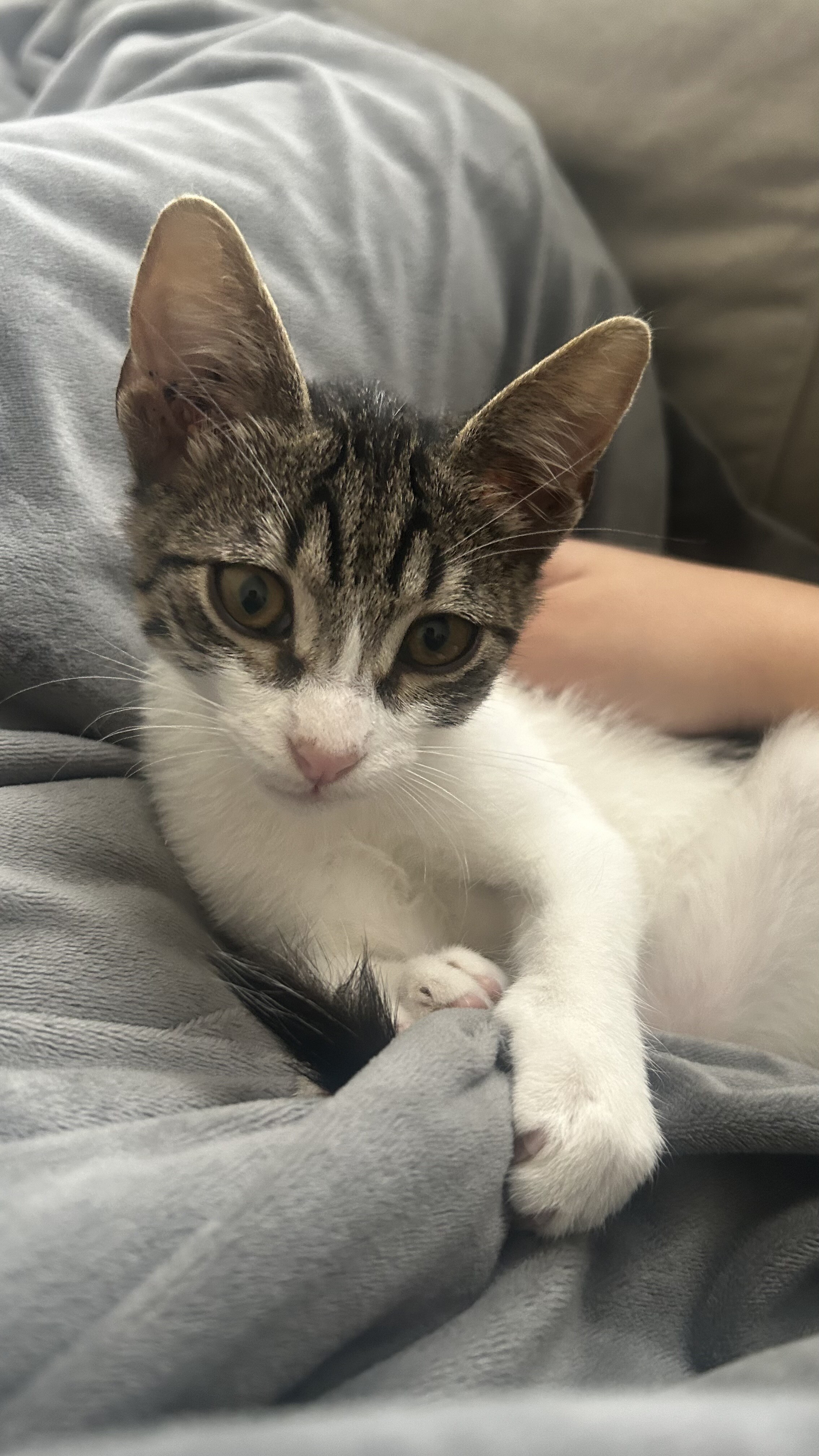 Gewinner-Luffy Gewinner-Luffy