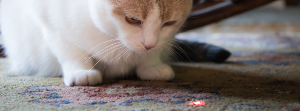 Header-Laser-Katze Header-Laser-Katze